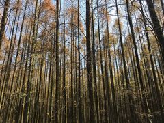 -山王坪喀斯特国家生态公园