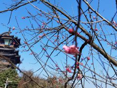 -杭州半山国家森林公园