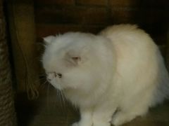 -more than meow吴止猫主题餐厅(承德 中船汇店)