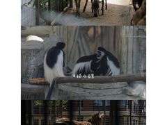 -灵玲国际马戏城