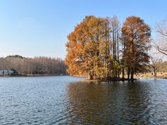 -上海共青森林公园