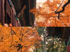 -香山公园