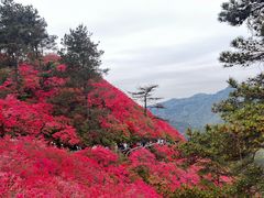 -木兰云雾山