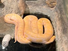 -上海大自然野生昆虫馆(东方明珠·爬宠昆虫探索中心)