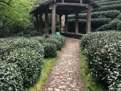 -龙井村
