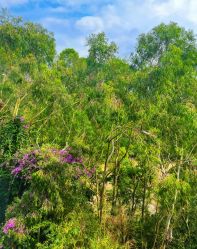 -爱丽馨御景月子中心