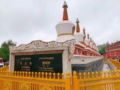 -塔尔寺菩提树