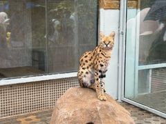 -西霞口神雕山野生动物世界