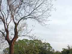 -石家庄市植物园