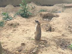 -合肥野生动物园