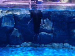 -芜湖新华联大白鲸海洋公园