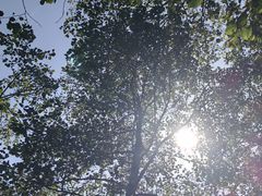 -五营红松林海景区