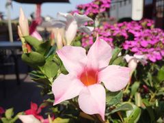 -面辣子·陕西家乡菜(钟楼店)