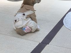 -逗柴咖啡屋·狗咖猫咖宠物桌游