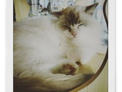-瞄一喵猫咖(格力海岸店)