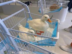 -怪兽屋·羊驼·猫咖·狗咖(俊华广场店)