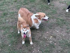 -趣多多宠物公园·宠物训犬学校·宠物寄养