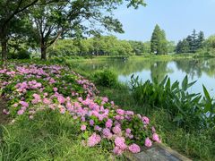 -金银湖国家城市湿地公园