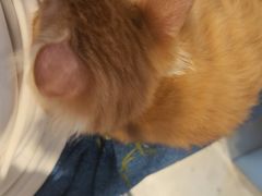 -汪喵宠物医院·骨科心脏影像·犬猫急重症ICU诊疗中心(成华分院)