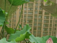 -陈家山荷花公园