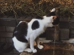 -竹吟山房