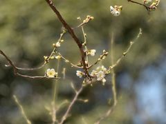 -无锡梅园公园