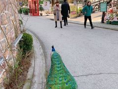 -J Create城市露营咖啡·简餐·宠物(上海动物园店)