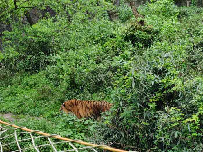 处在西湖景区里的杭州动物园天气不错值得出游据说是个老动物园了去的
