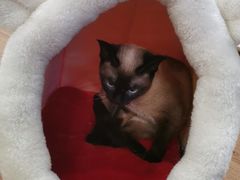 -猫和宫(六道口店)