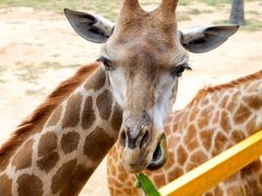-西霞口神雕山野生动物世界