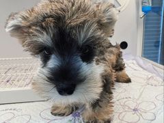 -翊宠yipet猫狗购宠庄园犬舍•猫舍