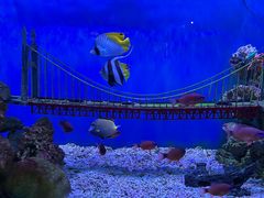 -太平洋海底世界