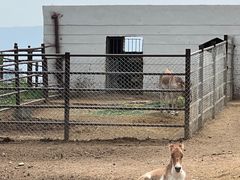 -青藏高原野生动物园