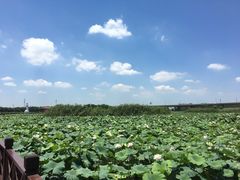 -荷塘月色湿地公园·向阳花洲