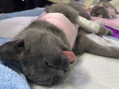 -达爱动物医院·犬猫分区·CT·复杂眼科(远洋山水分院)