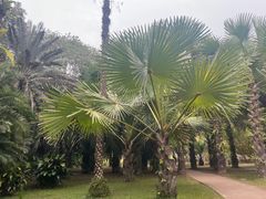 -中国科学院西双版纳热带植物园