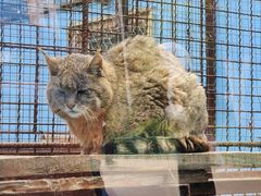 -青藏高原野生动物园