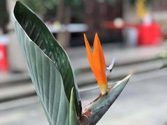 -吴祥记潮州菜·百年老字号·砂锅粥