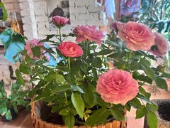 -聂发财重庆江湖菜(解放碑店)