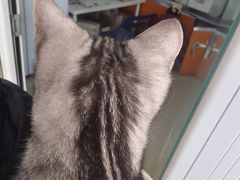 -瑞派福兴宠物医院犬猫全科·骨科·中西医结合(河东店)