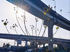 -神仙树公园