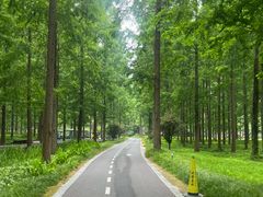 -黄海国家森林公园