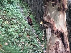 -都江堰中华大熊猫苑