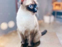 -more than meow吴止猫主题餐厅(承德 中船汇店)