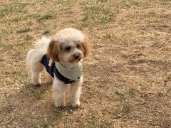 -小意思咖啡店(草桥店)