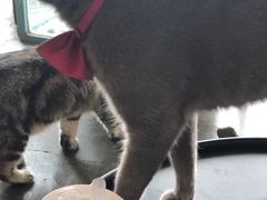 -喵屿·大理花园猫咖