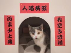 -楼上猫咖(罗湖店)