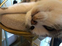 -喵屿·大理花园猫咖