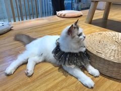 -啵啵喵·猫咖(攀华国际店)