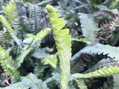 -铁山坪森林公园